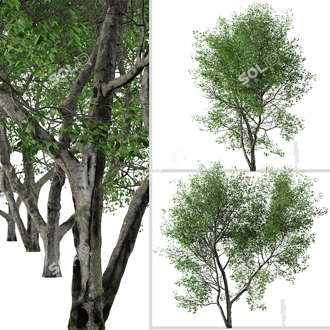 Versatile American Beech Trees: 2 Beautiful Fagus Grandifolia 3D model image 4
