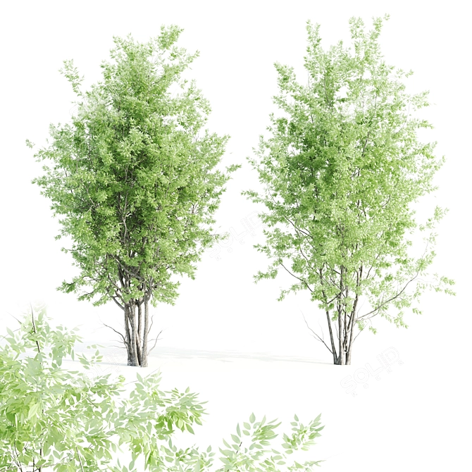 Beautiful Amelanchier Tree Duo 3D model image 1