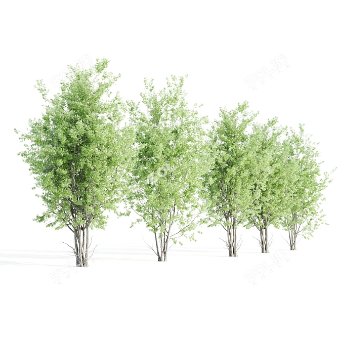 Beautiful Amelanchier Tree Duo 3D model image 5