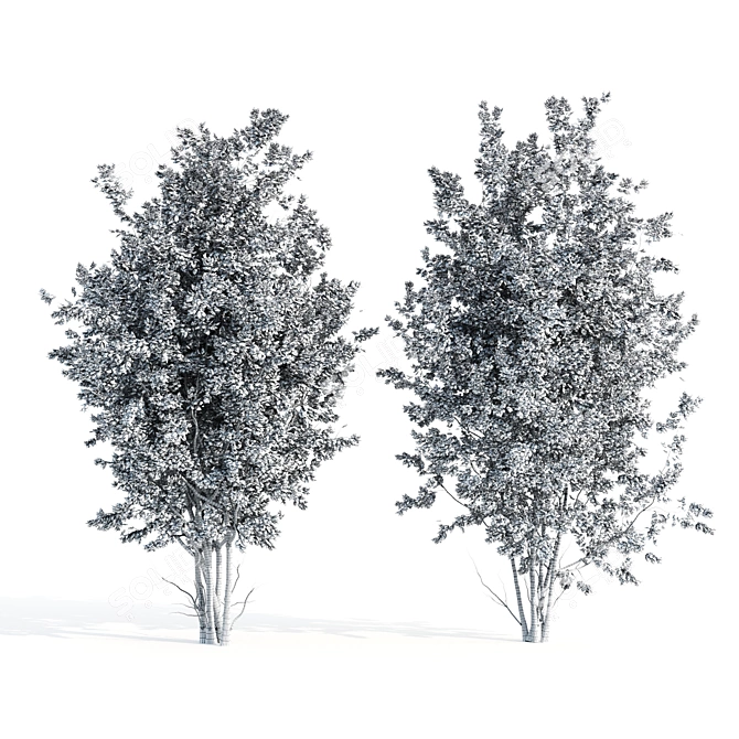 Beautiful Amelanchier Tree Duo 3D model image 6