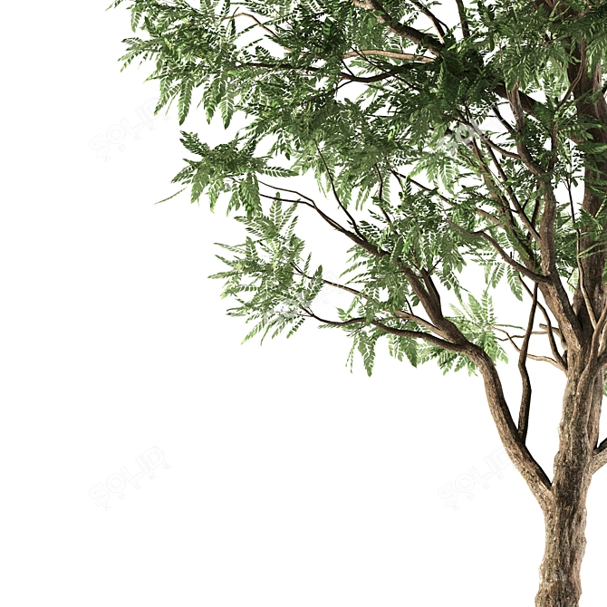 Elegant Ash Tree - 15M Height 3D model image 3