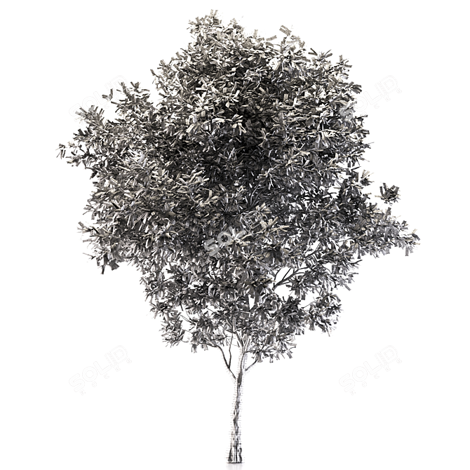 Elegant Ash Tree - 15M Height 3D model image 4