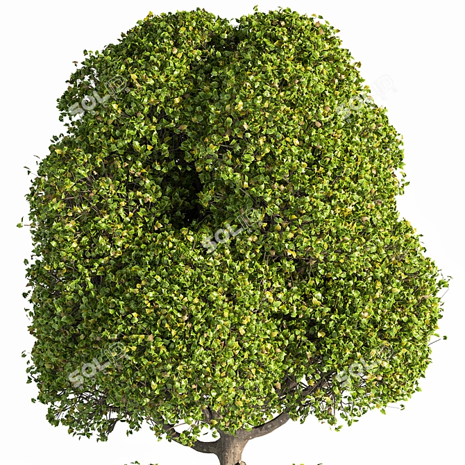 Outdoor Oasis Tree: Natural Beauty for Your Space 3D model image 3