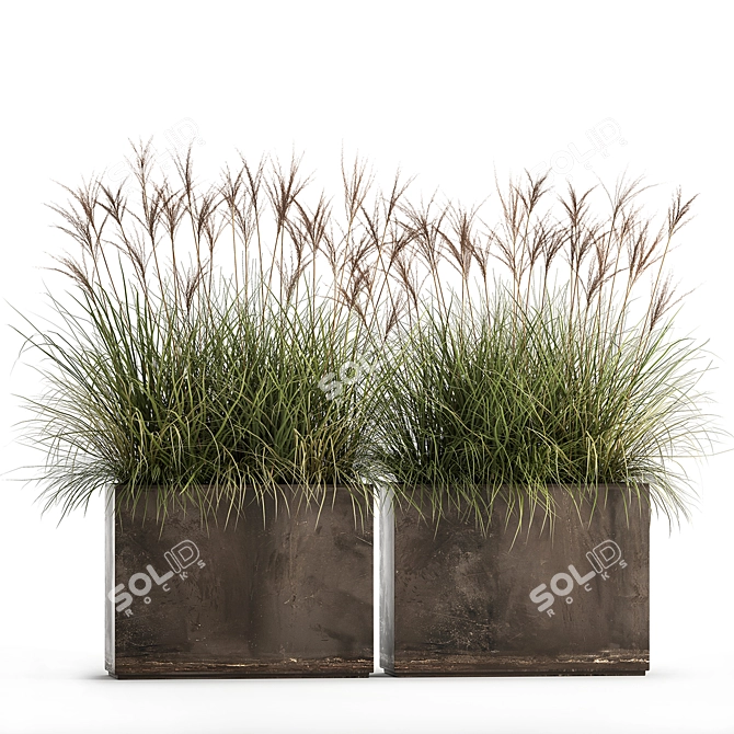 Exotic Plant Collection: Decorative Grasses, Reeds & More 3D model image 1