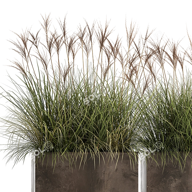 Exotic Plant Collection: Decorative Grasses, Reeds & More 3D model image 2