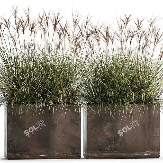 Exotic Plant Collection: Decorative Grasses, Reeds & More 3D model image 3