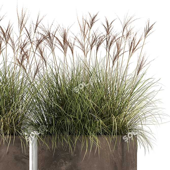 Exotic Plant Collection: Decorative Grasses, Reeds & More 3D model image 4