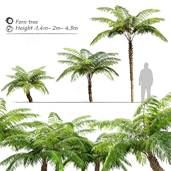 Tall Tree Fern Set 3D model image 1