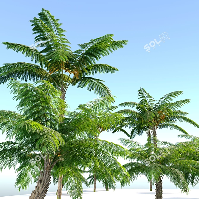 Tall Tree Fern Set 3D model image 2