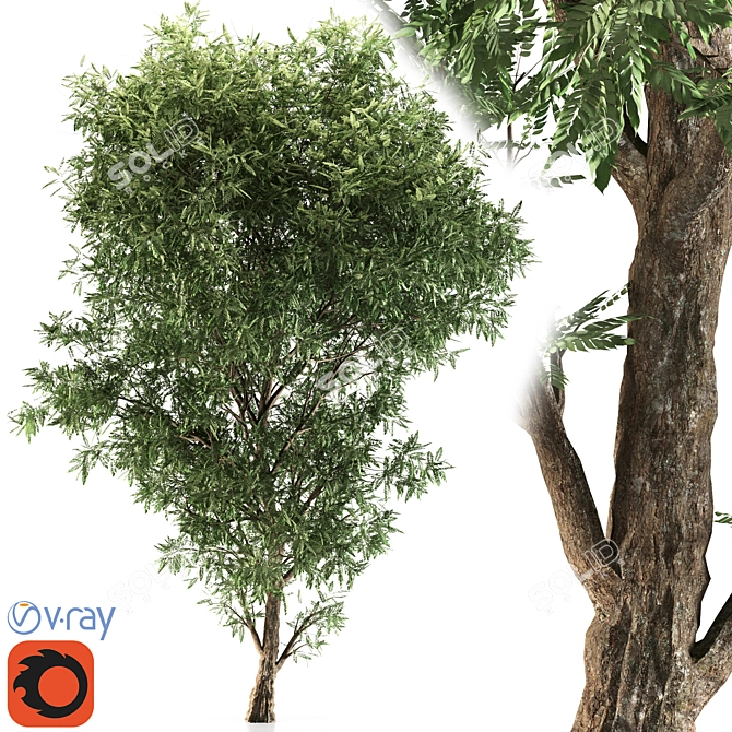 Tall Ash Tree - 12M Height 3D model image 1