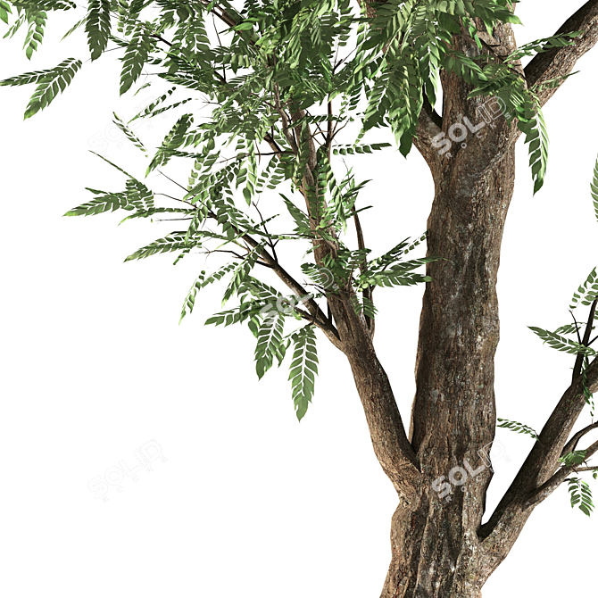 Tall Ash Tree - 12M Height 3D model image 3