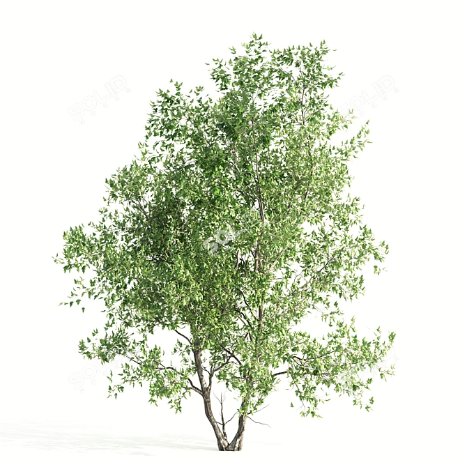 Twin Acer Tataricum Duo: Stunning High Polys 3D model image 2