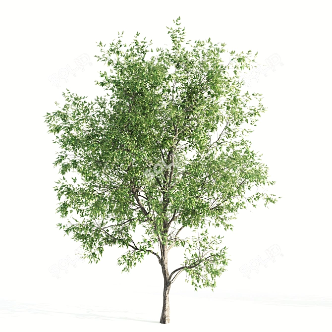 Twin Acer Tataricum Duo: Stunning High Polys 3D model image 3