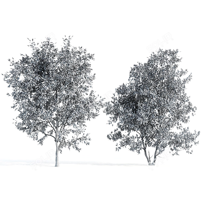 Twin Acer Tataricum Duo: Stunning High Polys 3D model image 5