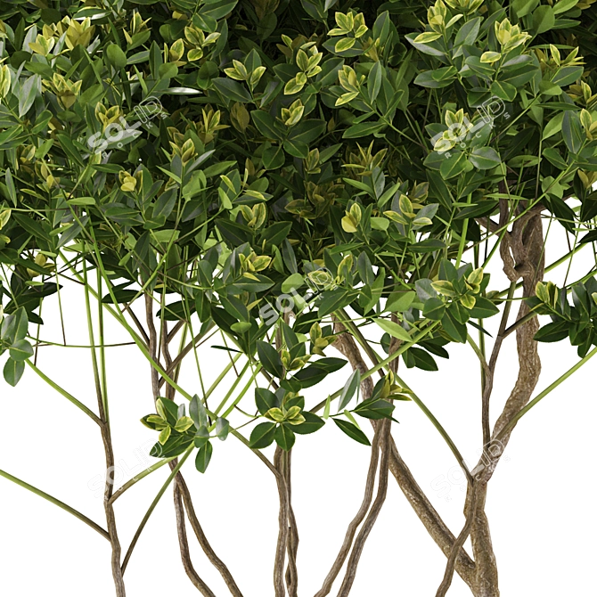 501 Plant Collection: Botanical Beauties 3D model image 2