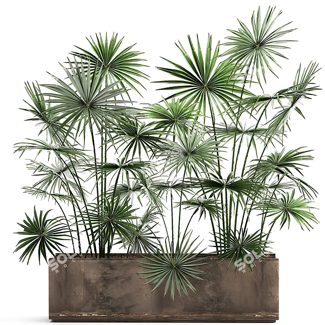 Tropical Palm Collection: Exotic Indoor & Outdoor Plants 3D model image 1