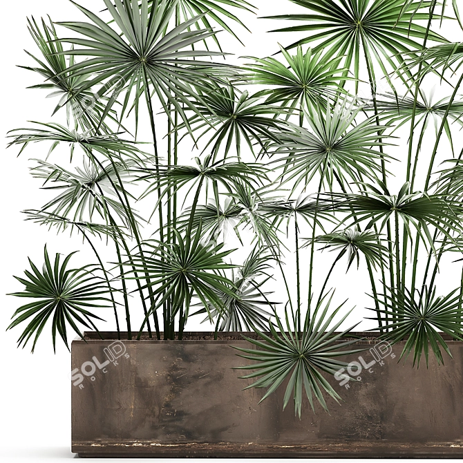 Tropical Palm Collection: Exotic Indoor & Outdoor Plants 3D model image 4