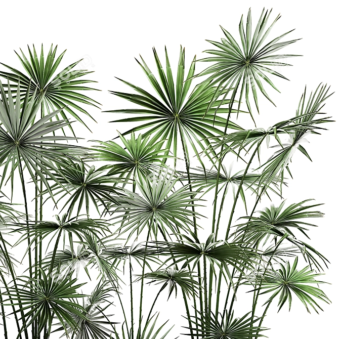 Tropical Palm Collection: Exotic Indoor & Outdoor Plants 3D model image 5