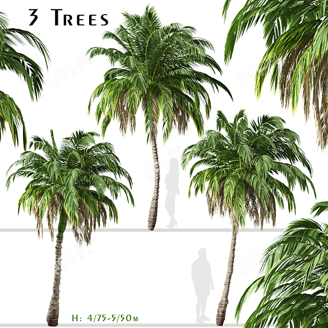 Lush Trio of Alexandra Palms 3D model image 1