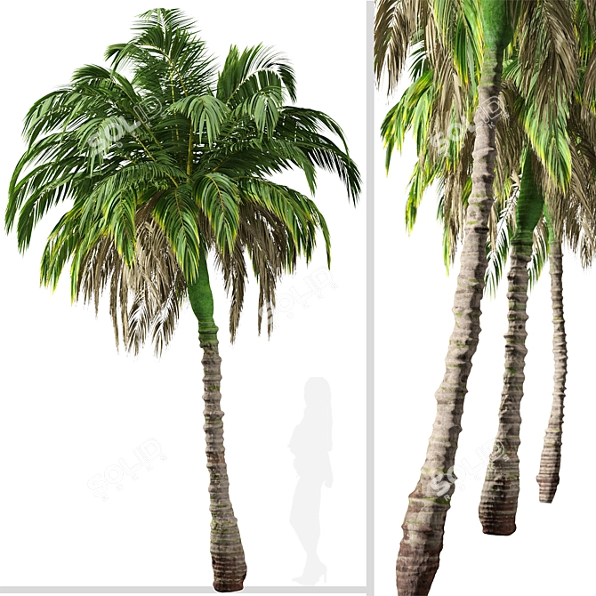 Lush Trio of Alexandra Palms 3D model image 2