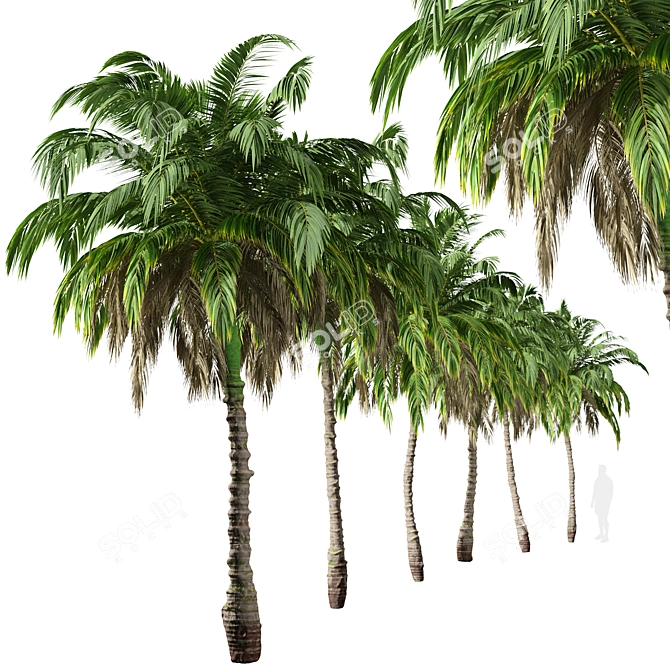 Lush Trio of Alexandra Palms 3D model image 3