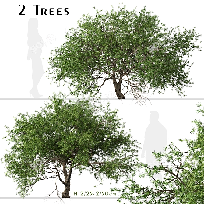 Refreshing green duo: Japanese Larch Trees 3D model image 1