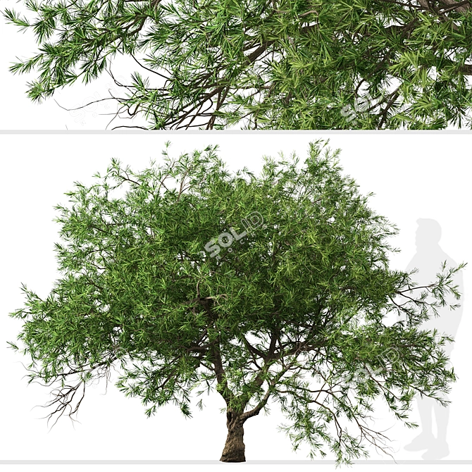Refreshing green duo: Japanese Larch Trees 3D model image 2