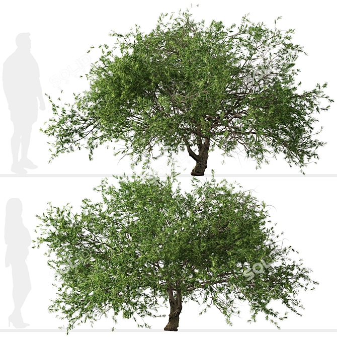 Refreshing green duo: Japanese Larch Trees 3D model image 4