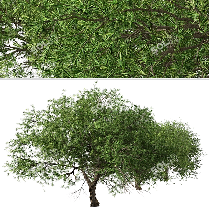 Refreshing green duo: Japanese Larch Trees 3D model image 5