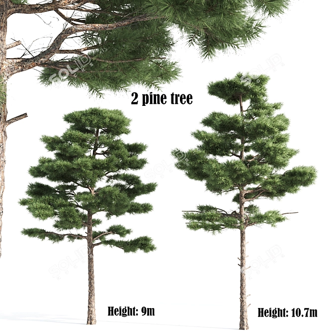 Natural Pine Tree 3D Model 3D model image 1