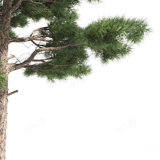 Natural Pine Tree 3D Model 3D model image 4