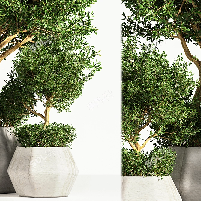 Indoor Potted Tree 3D model image 3