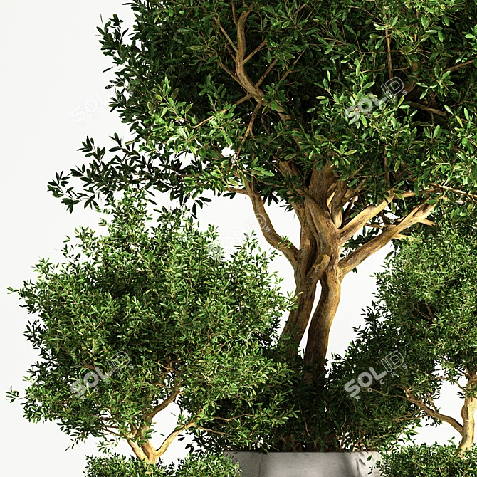 Indoor Potted Tree 3D model image 5