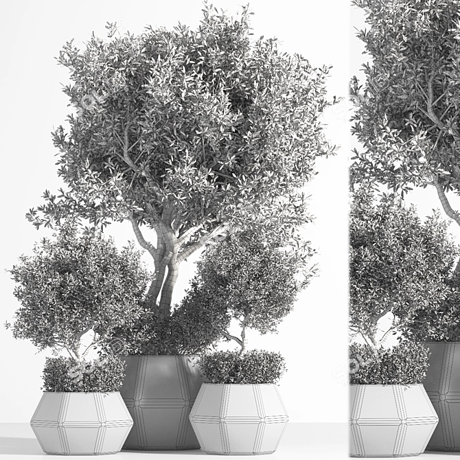 Indoor Potted Tree 3D model image 6