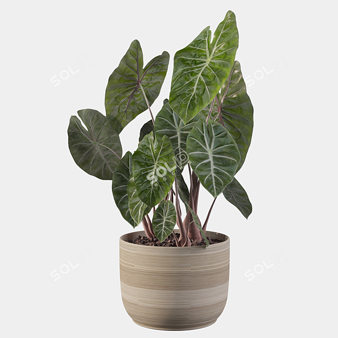 Tropical Alocasia Pink Dragon 3D model image 5