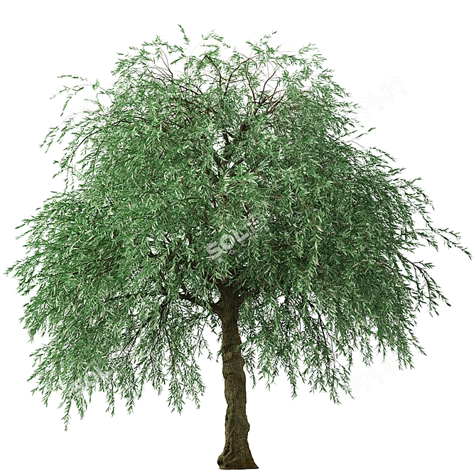 Weeping Silver Leaved Pear (2 Trees) 3D model image 1