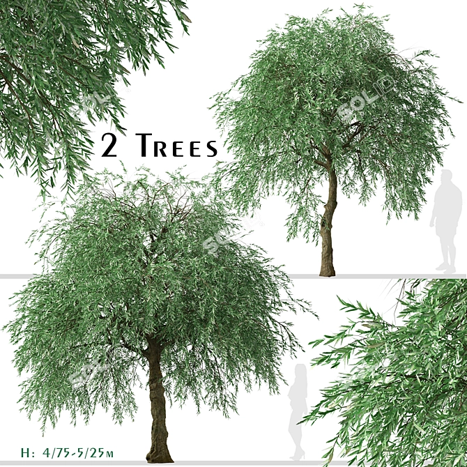 Weeping Silver Leaved Pear (2 Trees) 3D model image 2