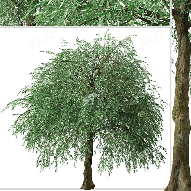 Weeping Silver Leaved Pear (2 Trees) 3D model image 3