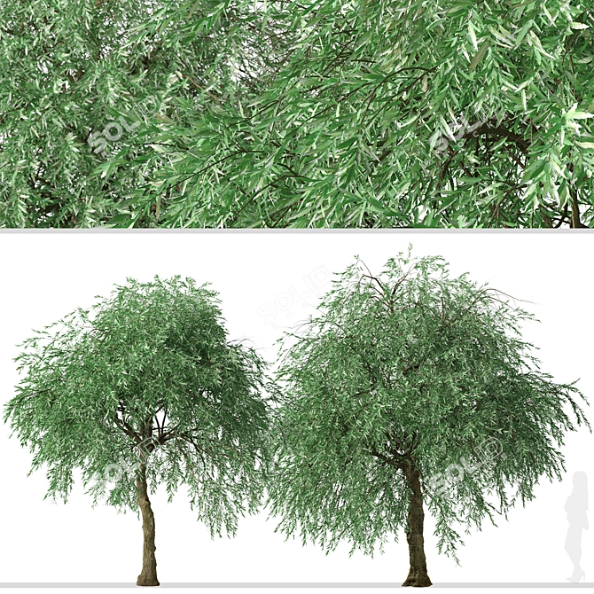 Weeping Silver Leaved Pear (2 Trees) 3D model image 4