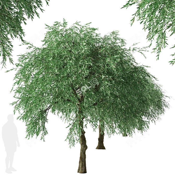 Weeping Silver Leaved Pear (2 Trees) 3D model image 5