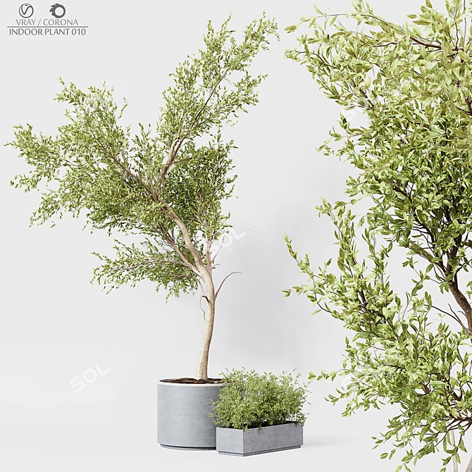 Premium Indoor Plant 010 3D model image 1