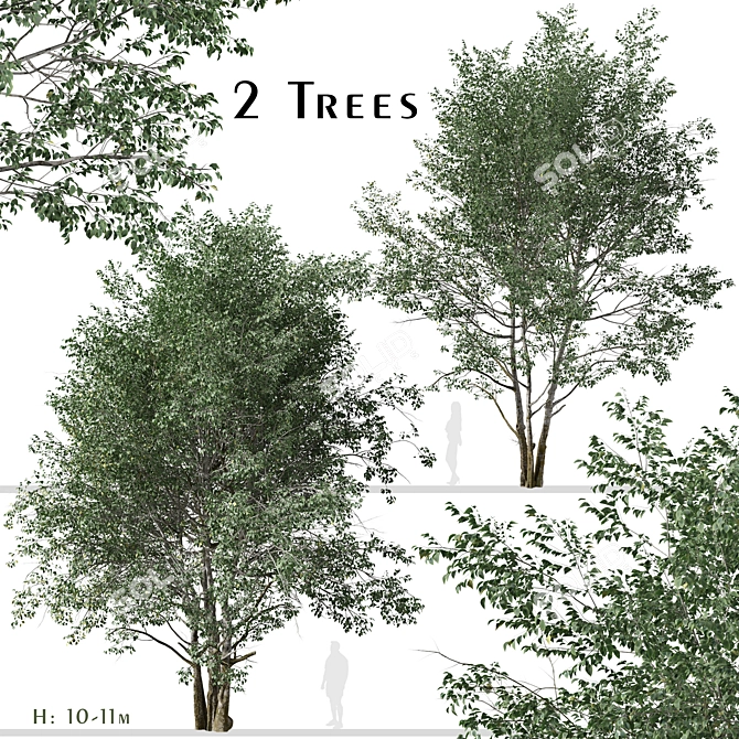 Elegant Downy Birch Tree Duo 3D model image 1