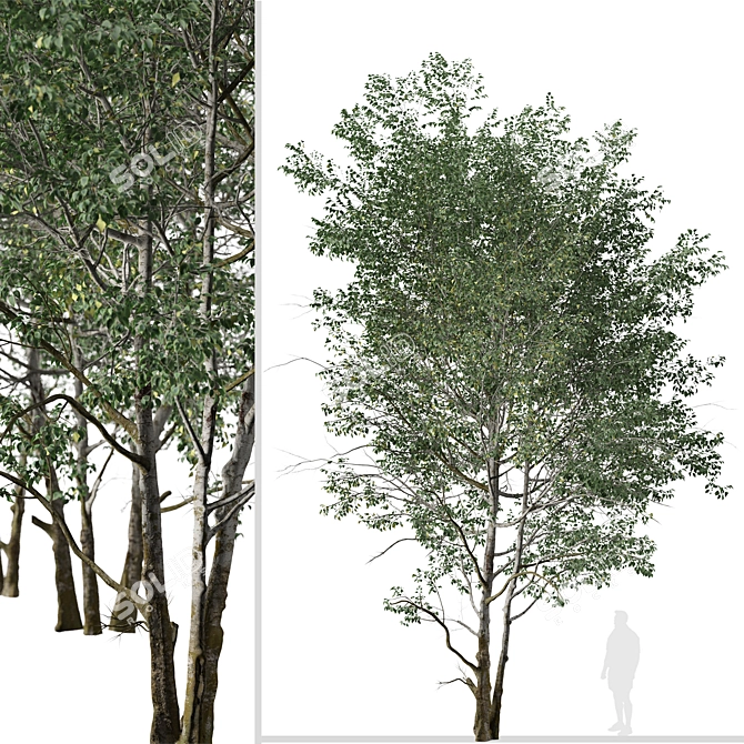 Elegant Downy Birch Tree Duo 3D model image 2