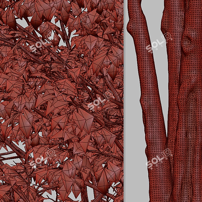 Elegant Downy Birch Tree Duo 3D model image 5