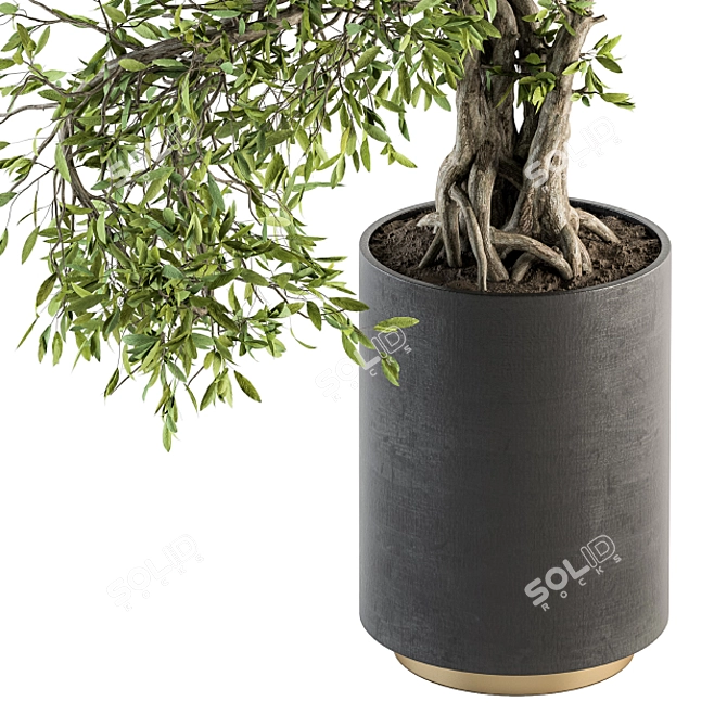 207 Indoor Big Bonsai Plant in Pot 3D model image 2