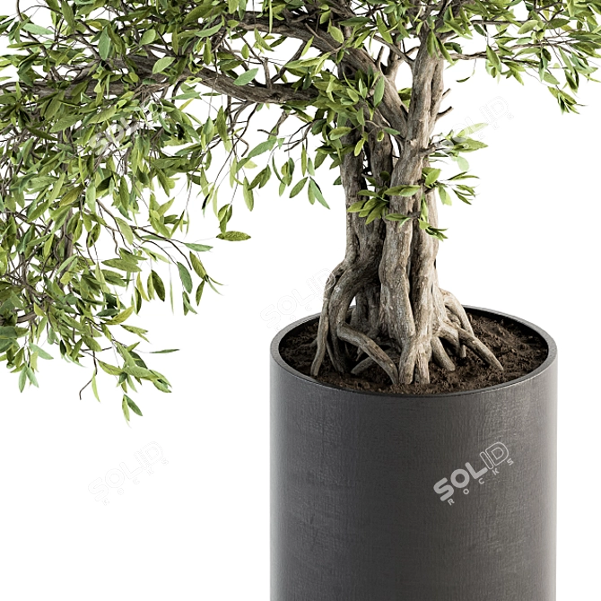 207 Indoor Big Bonsai Plant in Pot 3D model image 4