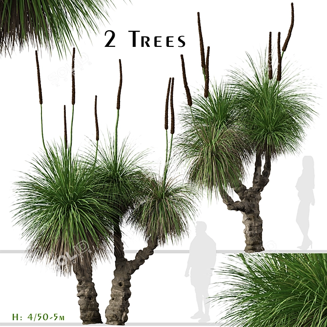 Xanthorrhoea Arborea: Set of 2 Broad-leafed Grass Trees 3D model image 1
