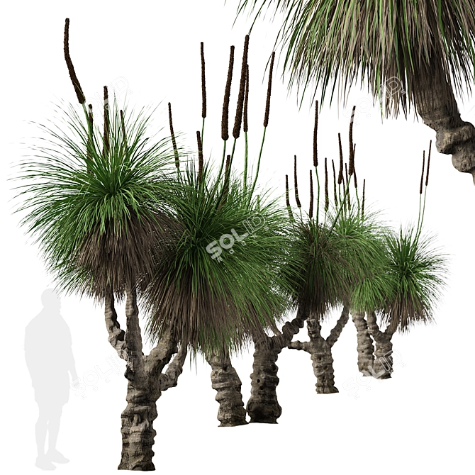 Xanthorrhoea Arborea: Set of 2 Broad-leafed Grass Trees 3D model image 3