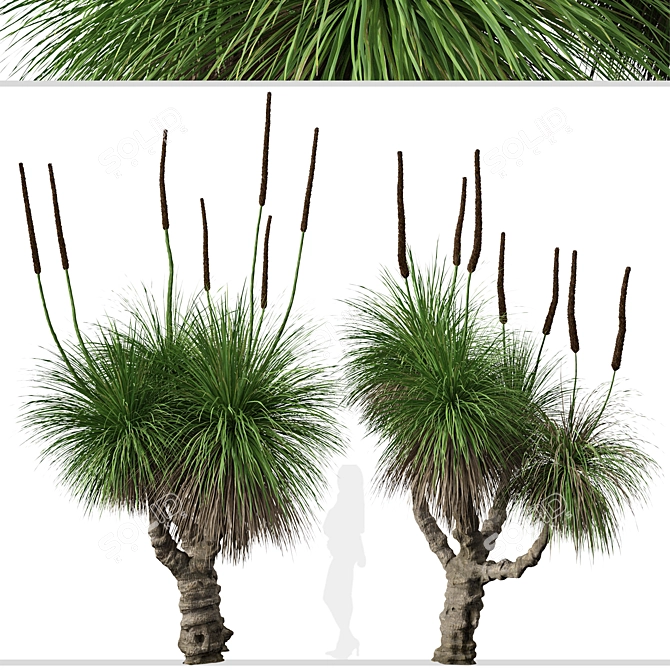 Xanthorrhoea Arborea: Set of 2 Broad-leafed Grass Trees 3D model image 4