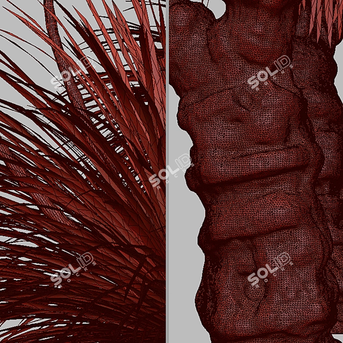 Xanthorrhoea Arborea: Set of 2 Broad-leafed Grass Trees 3D model image 5